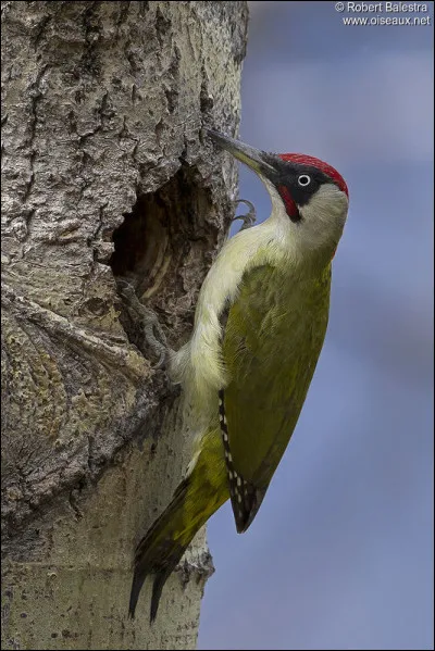 Quel est cet oiseau ?