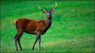 Quelle est la femelle du cerf ?