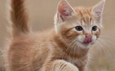 Quiz Animaux