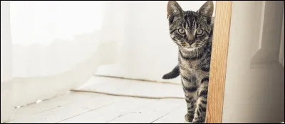 C'est la nuit.
Votre chat entre dans votre chambre, vous vous réveillez car il vous embête, que lui dites-vous ?