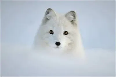 Vous voyez un renard pour la première fois de votre vie, que faites-vous ?