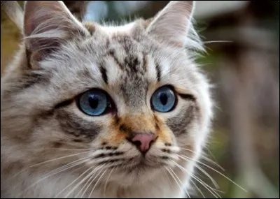 Comment s'appelle le chat que Phoebe prend pour sa mère ?