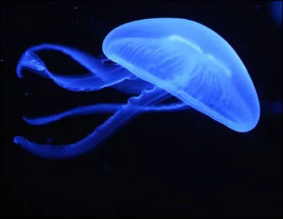 Qui est le premier à craquer et à révéler le secret à propos de la méduse ?