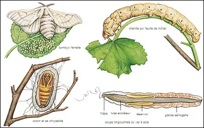 Comment appelle-t-on l'élevage du ver à soie ?