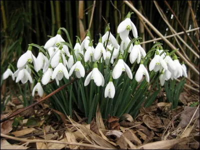 De quoi cette plante a-t-elle besoin pour fleurir ?