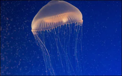 Quel autre nom donne-t-on à la cloche (corps des méduses) ?