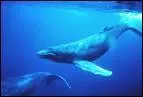 La baleine bleue met plus de 1000 sons diffrents et son chant est audible  plus de 3000 kilomtres sous la mer.