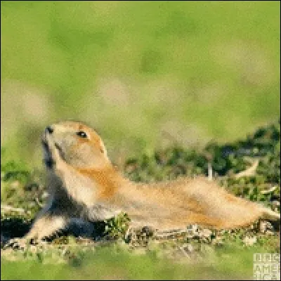 Les mammifères n'ont jamais existé pendant l'ère des dinosaures :