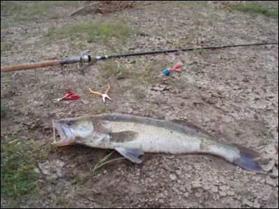 Comment sont les Noces pour Larry Peerce, en 1973 ?