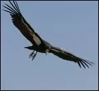 Animaux - Quel est ce grand oiseau des Andes visible en Amérique du Sud ?
