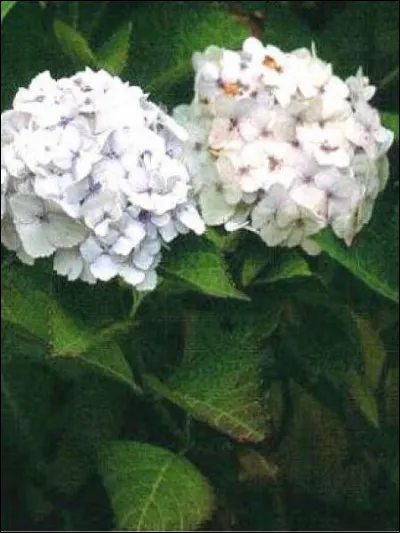 Ho comme hortensia : de quelle couleur sont les hortensias qui poussent sur un sol neutre ?