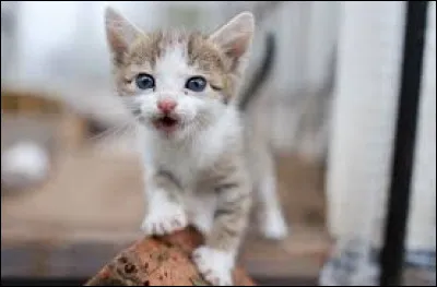 Et le petit du chat est...