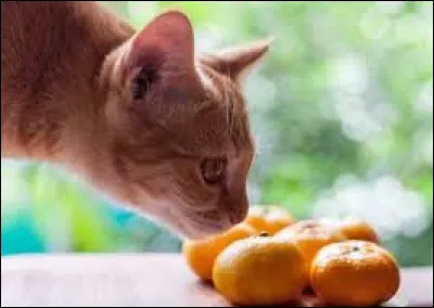 Les chats adorent les agrumes.