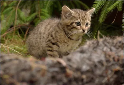 Les chats peuvent être sauvages.