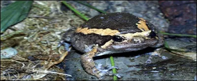 Dites à quel ordre appartient cette grenouille du genre Kaloula.