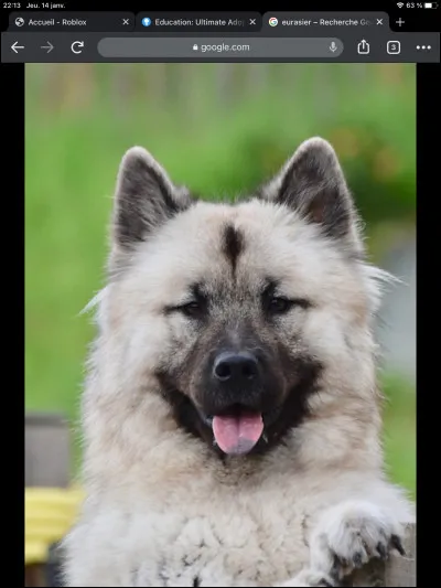 Quelle est la race de ce chien ?