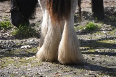 Ces poils soyeux que l'on retrouve le plus souvent sur les membres des chevaux de trait sont appelés...