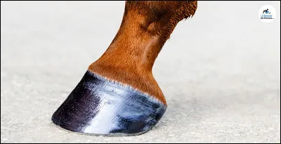 Je donne ma langue au chat : aidez-moi, c'est un/une :