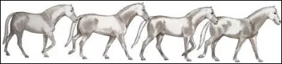 Le cheval peut adopter une certaine...