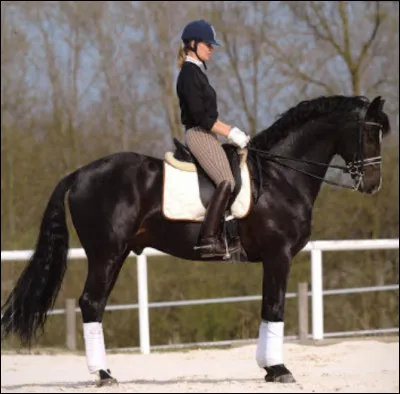 Tout cavalier en a un/une !