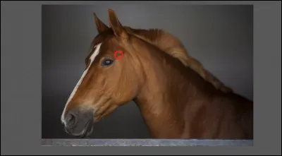 Quelle est cette partie de l'anatomie du cheval ?