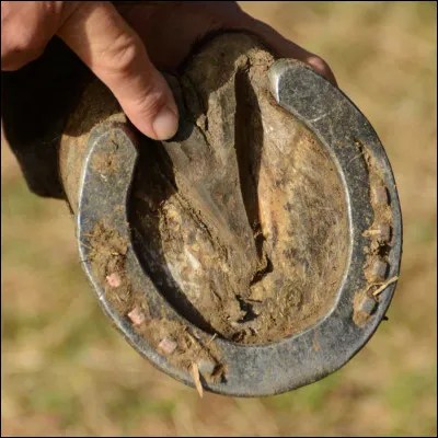 Il faut faire attention à cette partie du pied !