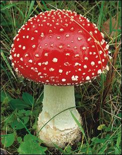 Comment se nomme ce champignon ?