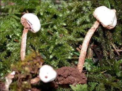 Comment se nomme ce champignon ?