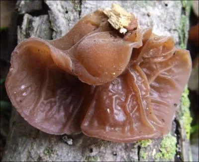 Comment se nomme ce champignon ?