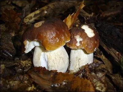 Comment se nomme ce champignon ?