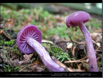 Comment se nomme ce champignon ?