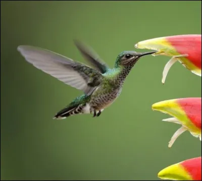 Quelle affirmation sur le colibri est erronée ?