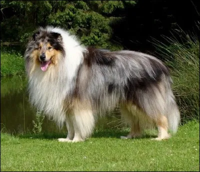 Quelle est l'appellation du pelage de ce Colley d'Ecosse ?