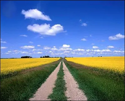 Hybride d'un croisement entre le chou et la navette, quel pays est le plus gros producteur mondial de colza ?