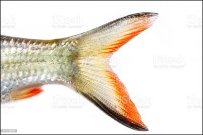 Si je parle de thon, qu'est-ce ?