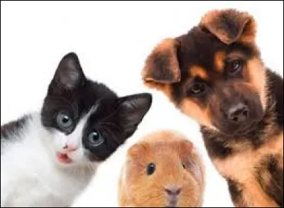 Quel est son animal préféré ?