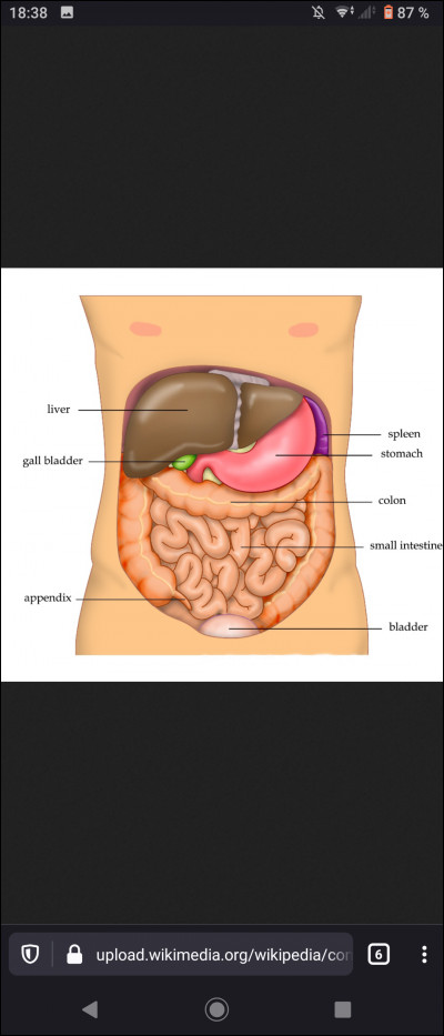De quoi est constitué l'abdomen ?