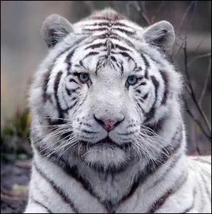 Quelle est la race de ce tigre ?