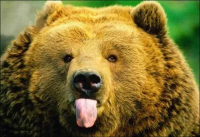 Quelle est la race de cet ours ?