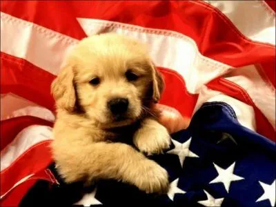 Quel drapeau le chien tient-il entre ses pattes ?