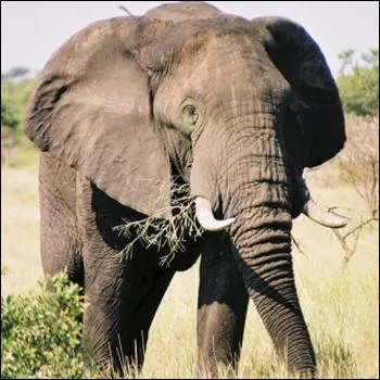 Quel est l'anctre de cet animal ?