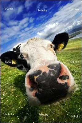 D'o vient cette vache ?