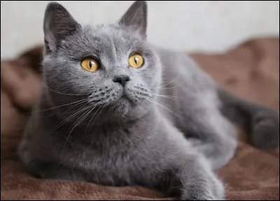 Quelle est cette race de chat ?