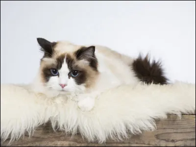 Quelle est cette race de chat ?