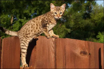 Quel chat apercevons-nous ici ?