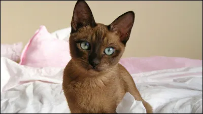 Quelle race de chat apercevons-nous ici ?