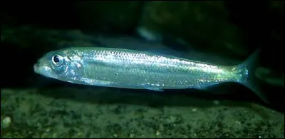 Ha comme Hareng : c'est un poisson :