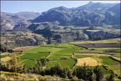 Quel est le premier producteur mondial de colza, suivi de près par la Chine ?