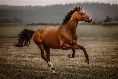 Quel est le bébé d'un cheval ?