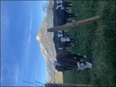 Quel est le bébé de la vache ?